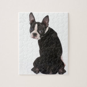 Boston-Terrier, der Sie Puzzlespiel mit Puzzle