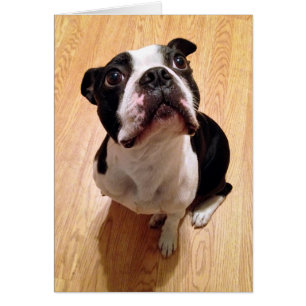 Boston Terrier Dog
