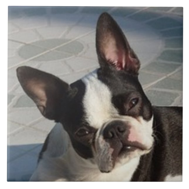 BOSTON TERRIER DOG, Haustier-Liebe, Bester Freund Fliese (Vorderseite)