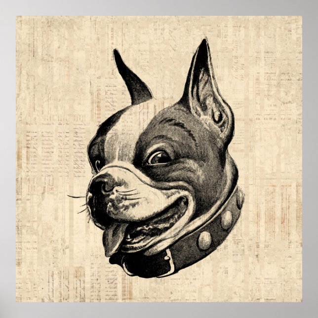 Boston Terrier Dog Niedlich Hund Antique Art Poster (Vorne)