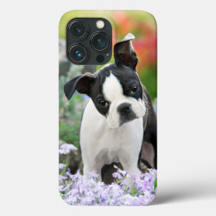 Boston Terrier Dog Niedlich Puppy Animal Head Foto Case-Mate iPhone Hülle