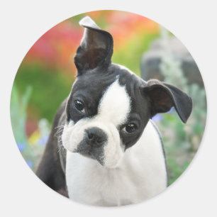 Boston Terrier Dog Niedlich Puppy Animal Head Foto Runder Aufkleber