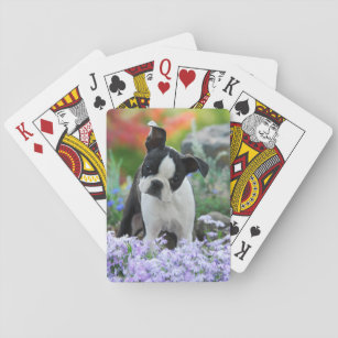 Boston Terrier Dog Niedlich Puppy in Blume - Spielkarten
