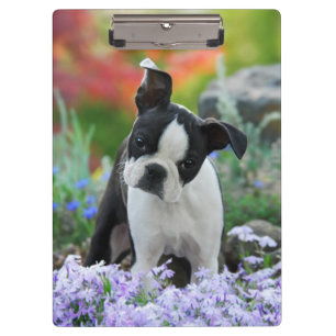 Boston Terrier Dog Niedlich Puppy Portrait Foto Klemmbrett