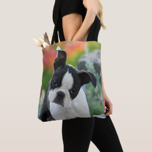 Boston Terrier Dog Niedlich Puppy Portrait - Shopp