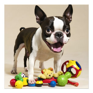 Boston Terrier Dog Playing with Toys Fotodruck