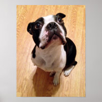 Boston Terrier Dog