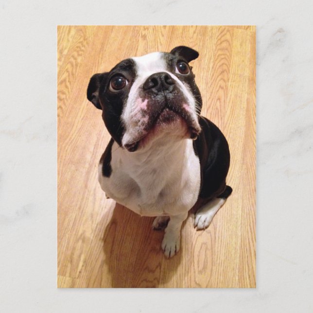 Boston Terrier Dog Postkarte (Vorderseite)