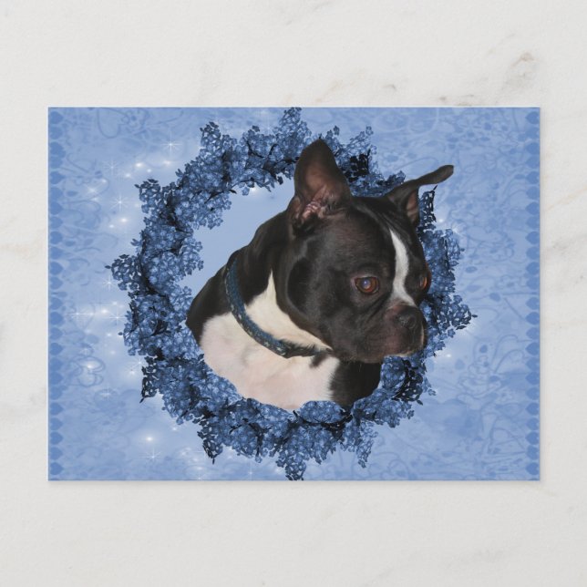 Boston Terrier Dog Postkarte (Vorderseite)