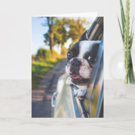 Boston Terrier Dog Sticken Kopf aus Autofenster Karte