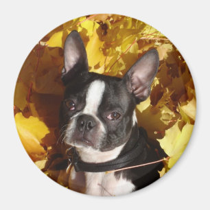 Boston Terrier Dog Umgeben von Herbstlauben Magne Magnet