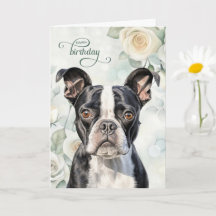 Boston Terrier Dog with White Roses Birthday