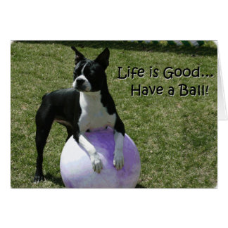 Boston Terrier: Einen Ball haben!