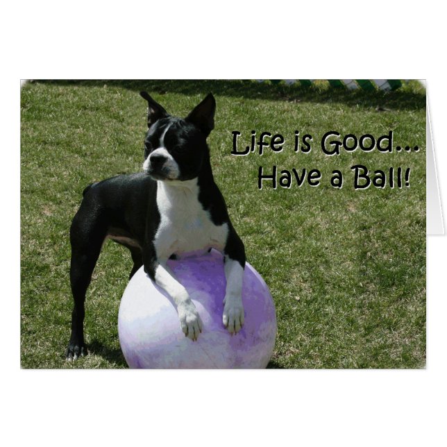 Boston Terrier: Einen Ball haben! (Vorderseite (Horizontal))