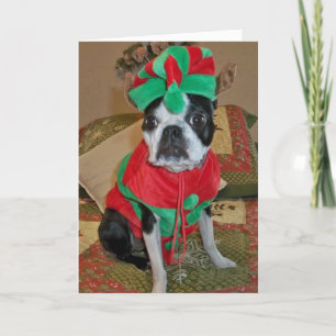Boston Terrier Elf Christmas Card Feiertagskarte