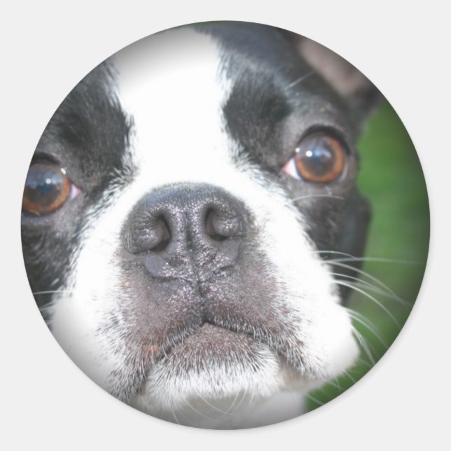 Boston Terrier Faded Round Stickers (Vorderseite)