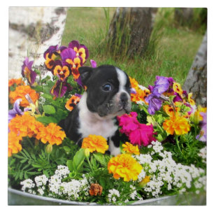 Boston-Terrier Fliese