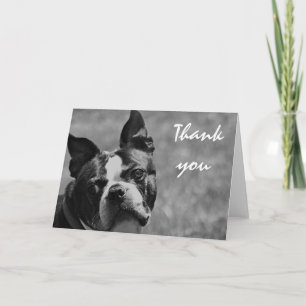 Boston Terrier Foto Dankeskarte