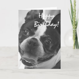 Boston Terrier Foto Karte