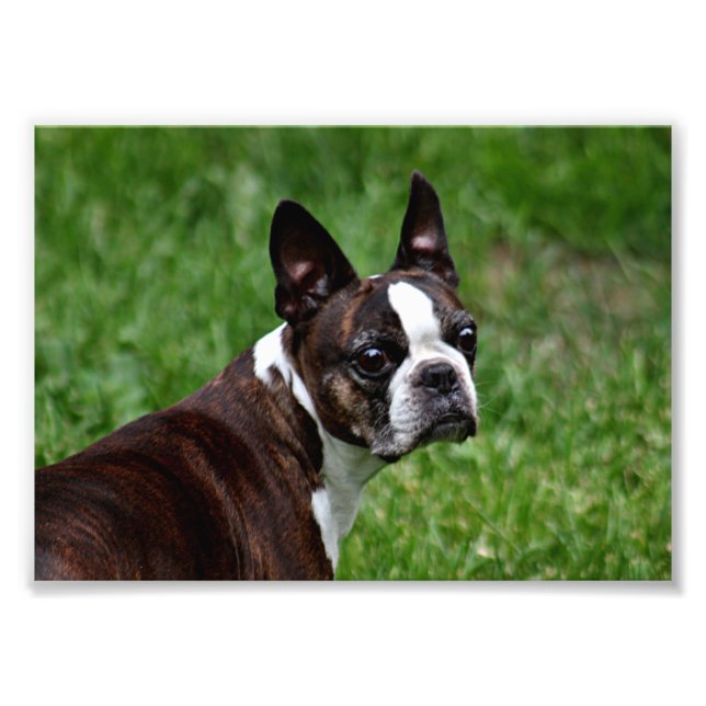 Boston Terrier Fotodruck (Vorne)