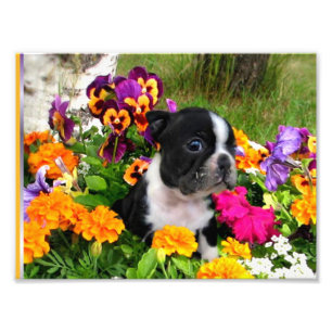 Boston Terrier Fotodruck