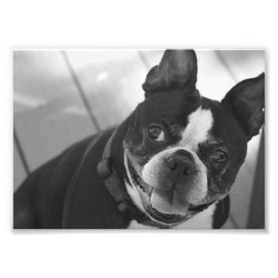 Boston Terrier Fotodruck