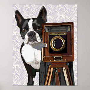 Boston Terrier Fotograf Poster
