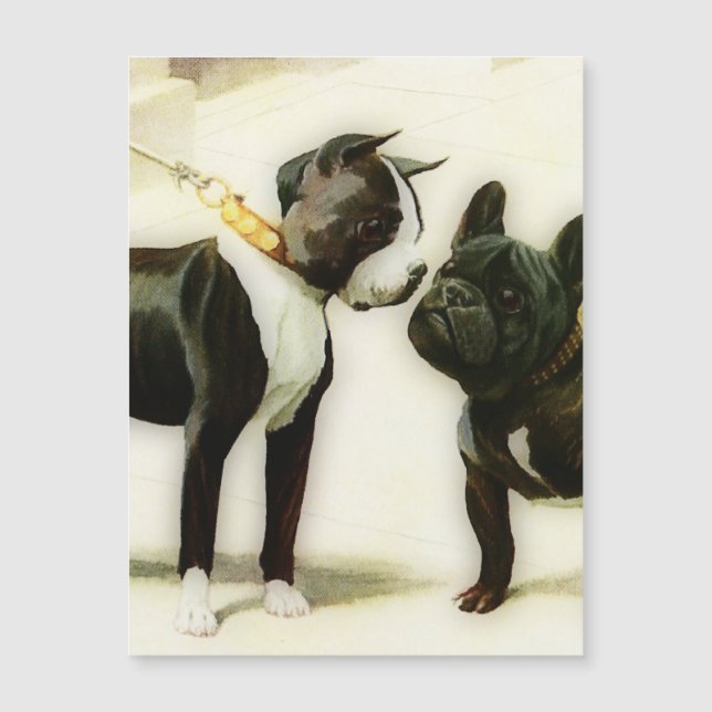 BOSTON TERRIER & FRANZÖSISCHER BULLDOG MAGNETKARTE (Vorderseite)