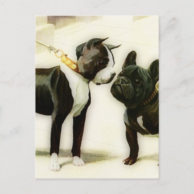 BOSTON TERRIER&FRENCH BULLDOG POSTKARTE (Vorderseite)