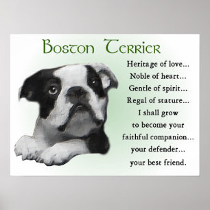 Boston Terrier Geschenke Poster