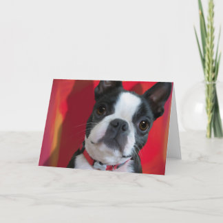 Boston Terrier Grußkarte Karte