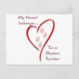 Boston Terrier Heart Belongs Postkarte