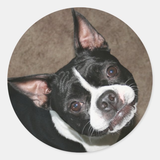 Boston Terrier: Helles Gesicht Runder Aufkleber (Vorderseite)