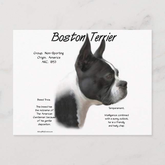 Boston Terrier History Design Postkarte (Vorderseite)
