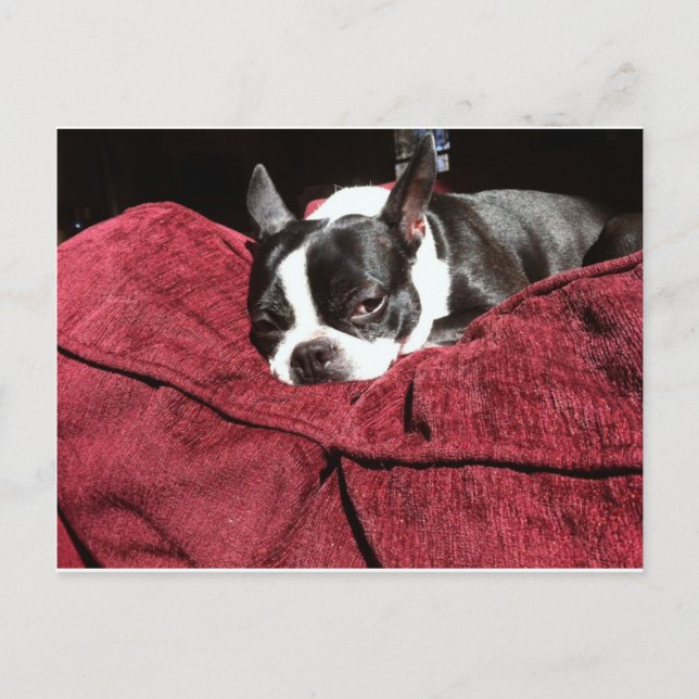 Boston Terrier Holly Postkarte (Vorderseite)
