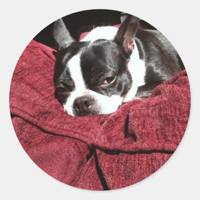 Boston Terrier Holly Runder Aufkleber (Vorderseite)