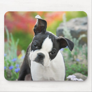 Boston Terrier Hund Niedlich Puppy Animal Head Fot Mousepad