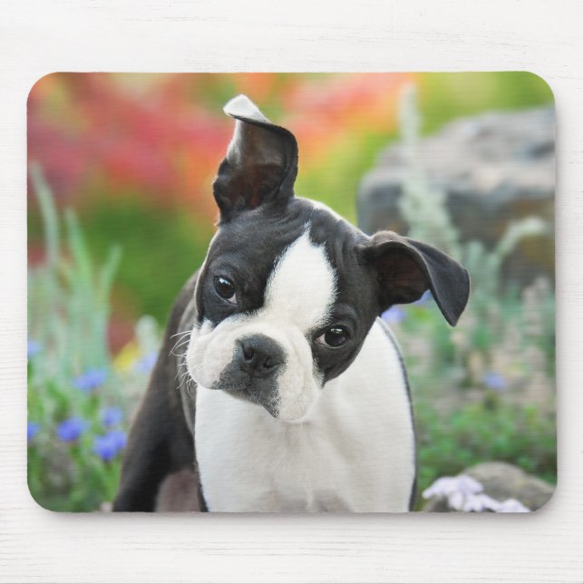 Boston Terrier Hund Niedlich Puppy Animal Head Fot Mousepad (Vorne)