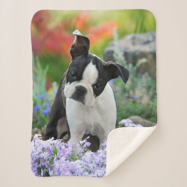 Boston Terrier Hund Niedlich Puppy Animal Head Fot Sherpadecke (Vorderseite)