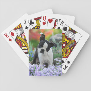 Boston Terrier Hund Niedlich Welpe in Blume - Spielkarten