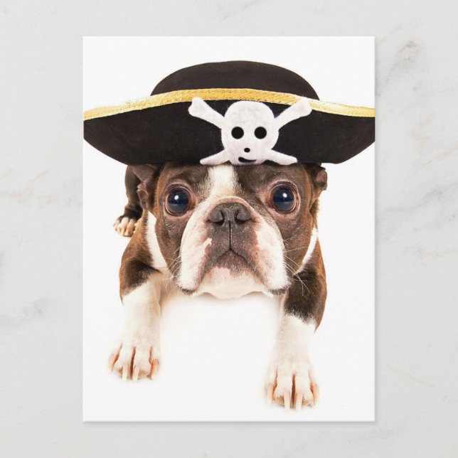 Boston Terrier Hund verkleidet als Piraten Postkarte (Vorderseite)