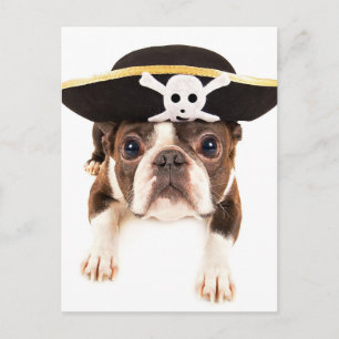 Boston Terrier Hund verkleidet als Piraten Postkarte