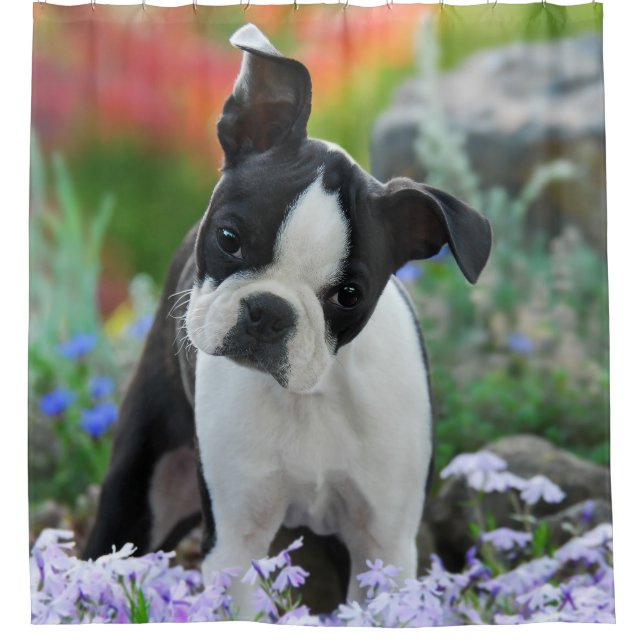 Boston-Terrier-Hundeniedlicher Welpe, Wanne Duschvorhang (Vorderseite)