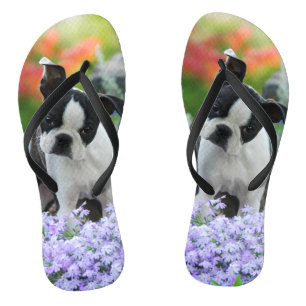 Boston-Terrier-Hundeniedliches Flip Flops