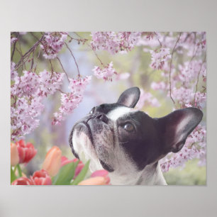 Boston Terrier Hundeplakat Poster