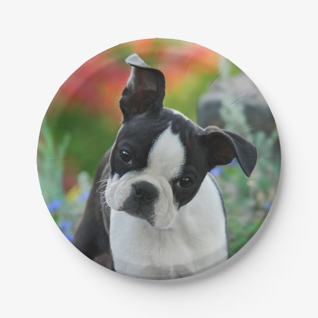 Boston-Terrier-Hundewelpen-Porträt, Party Pappteller (Vorderseite)