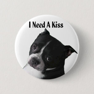 Boston Terrier:  Ich benötige einen Kuss Button