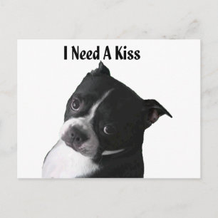 Boston Terrier: Ich brauche einen Kuss Postkarte