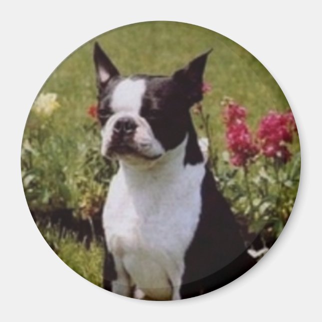 Boston Terrier im Garden Magnet (Vorne)