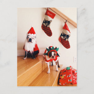 Boston-Terrier in den Weihnachtskostümen Feiertagspostkarte